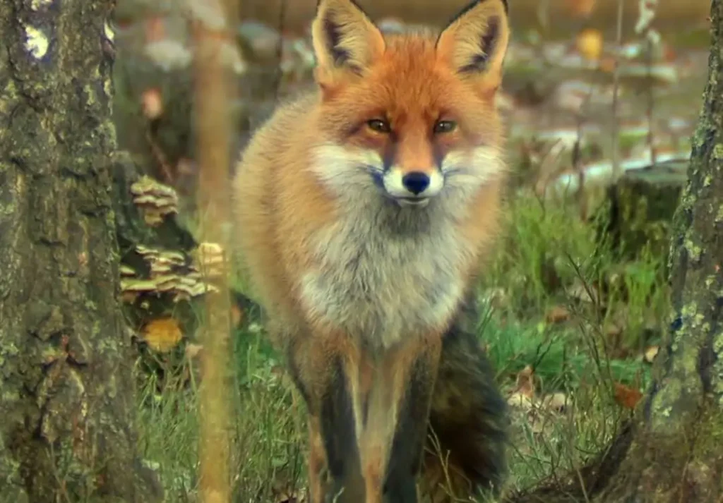 fox attacks dogs who gets closer