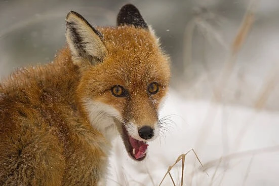 fox lives in forests and have similarities with cats and dogs