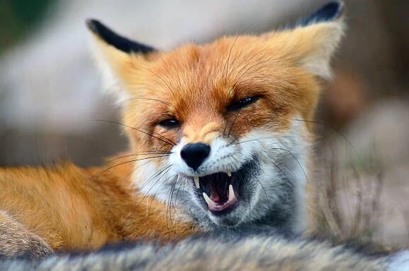are foxes canines and why