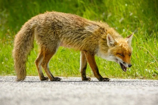 Fox looks like dogs but with bushy tail
