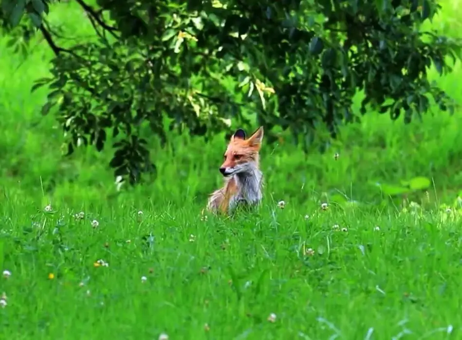 preventive measures to encounter fox attacks