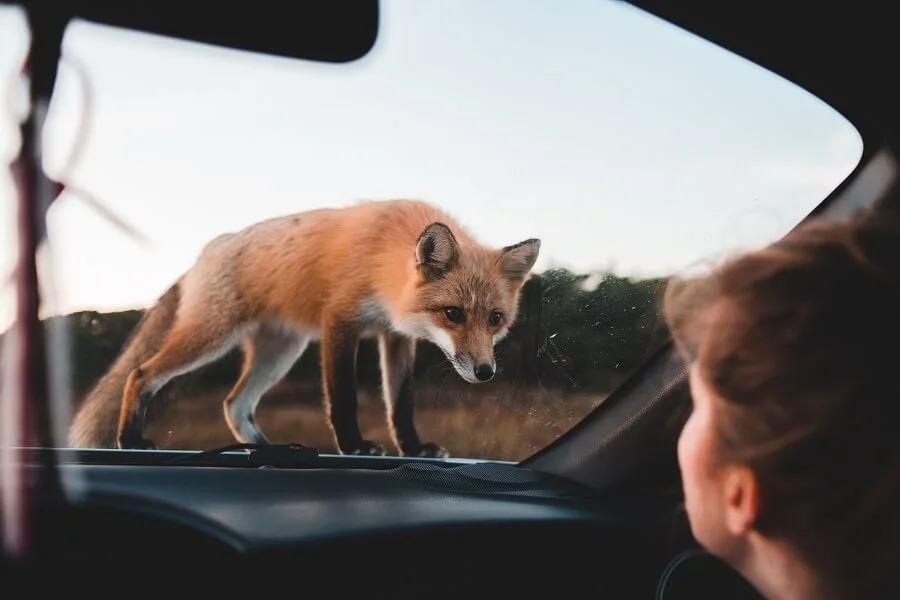 How to avoid fox attack