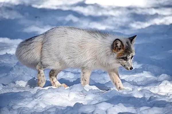 Artic fox is a small types of foxes