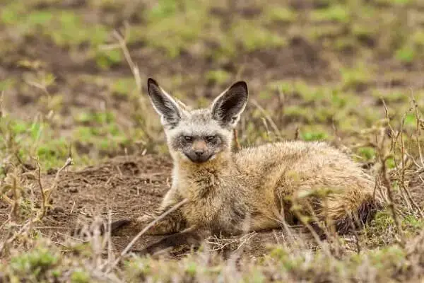 bat-eared fox is classified as least concern species found in eastern and southern Africa