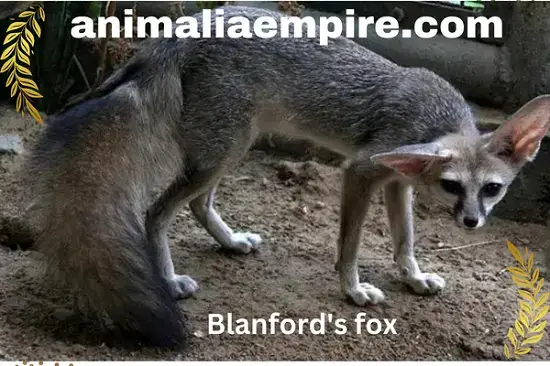 Blanford's fox also known as the Afghan fox or the Indian fox
