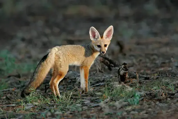 Cape fox is a small fox breeds native to Southern Africa