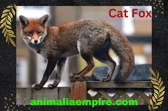 Cat Fox is new species fox types found in Corsica's Asco Forest recent year