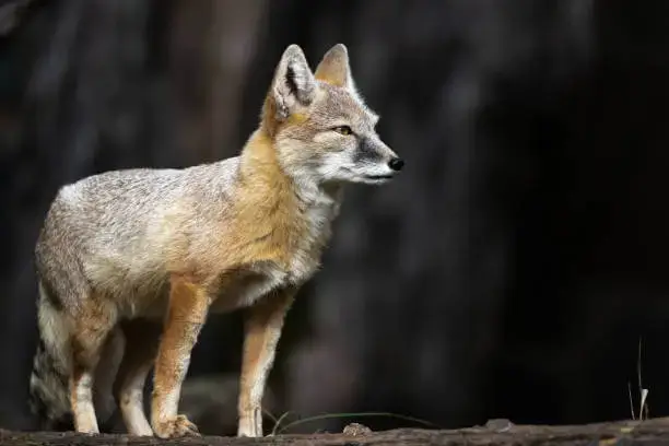 corsac fox is a species of fox native to the grasslands of Central Asia