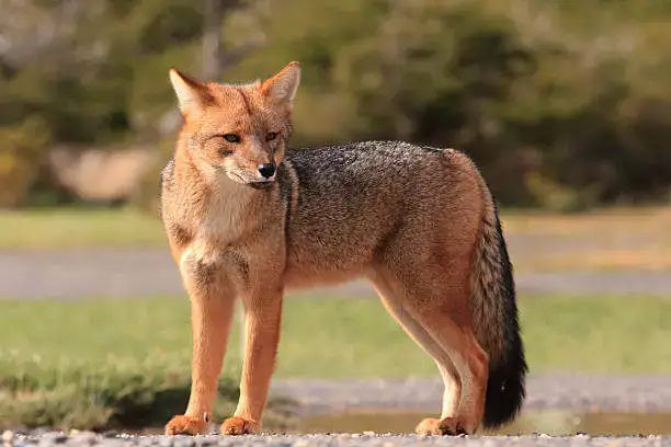 culpeo or Andean fox is a medium sized fox species found in the Andes Mountains