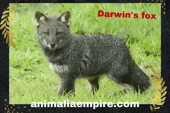 Darwin's fox named after Charles Darwin who collected specimens of the species in 1830s