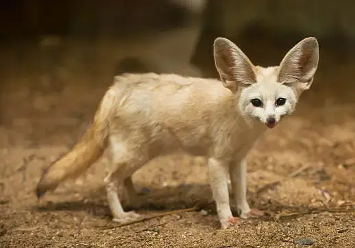 fennec fox is a small fox species native to the Sahara Desert in North Africa