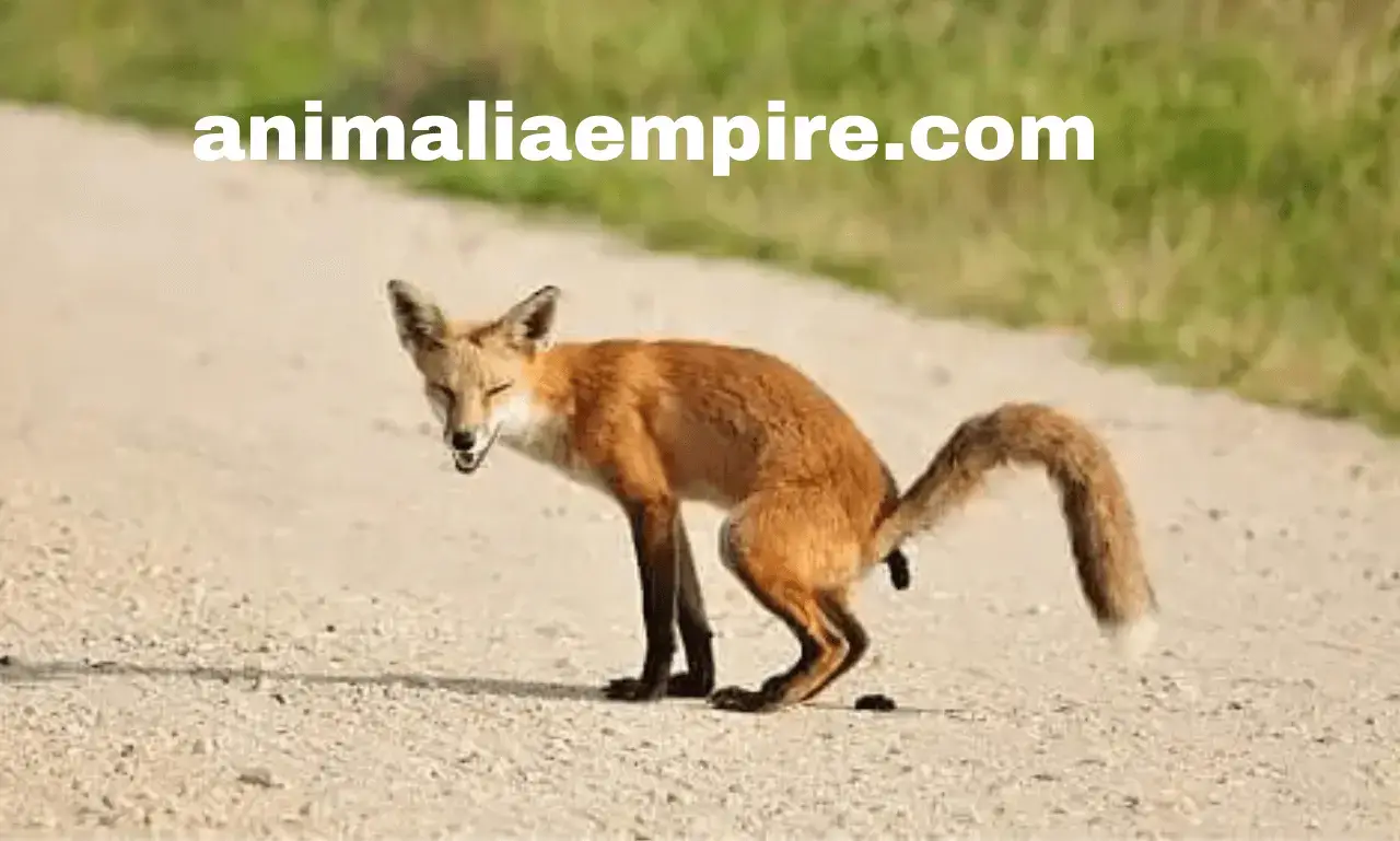 Interesting Truth About Fox Poop: How to Identify it?