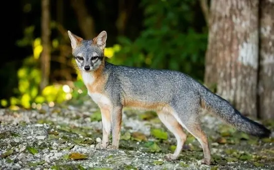 Gray fox is a medium size species of fox found in north and central America