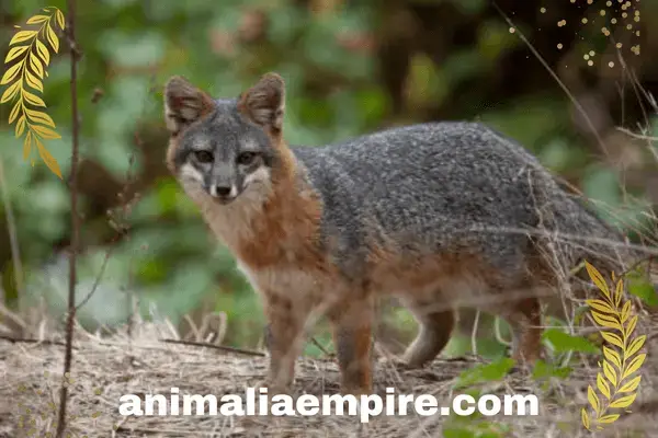 island fox is a small species of fox up to 2 kg found in California