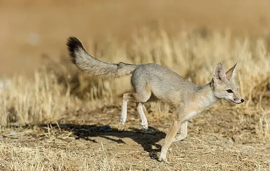 kit fox is a small fox species native to southwestern Unites States