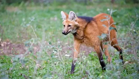 Maned wolf (Chrysocyon brachyurus) is a largest fox-like as well as wolf-like animal among South American species