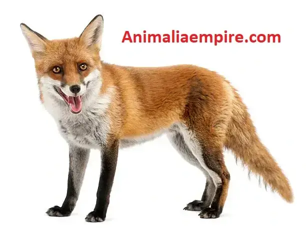 Red Fox is one of the most widespread and well-known fox species