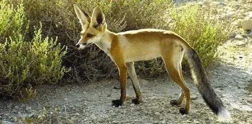 Rüppell's foxes are listed as Near threatened on the IUCN Red List