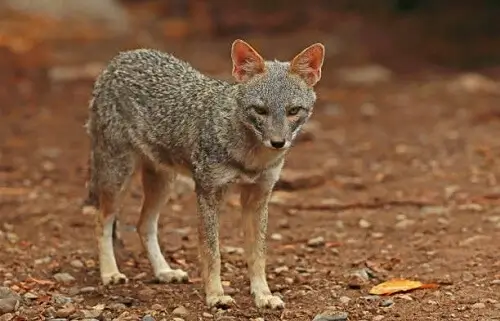 Sechuran fox also known as Sechuran zorro or zorro sechurano native to the Sechura Desert