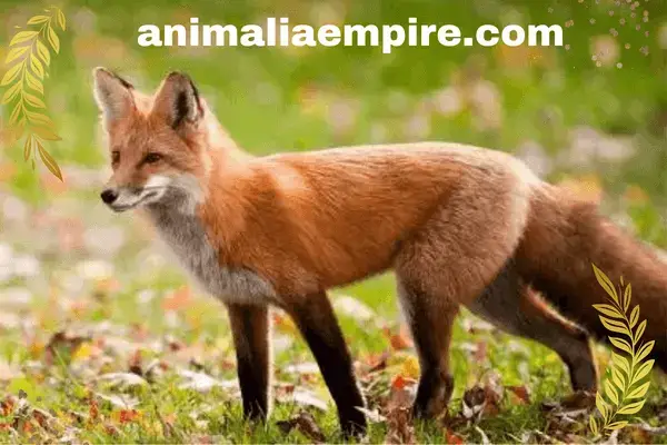  Sierra Nevada red fox is new species of foxes discovered recently