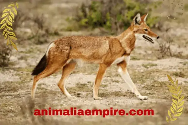 Simien fox also known as Ethiopian Wolf or Simien Jackal unique and threatened species found in Ethiopia