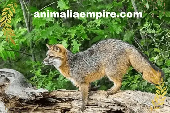 known as the Patagonian fox or the chilla, breed of fox is small to medium-sized