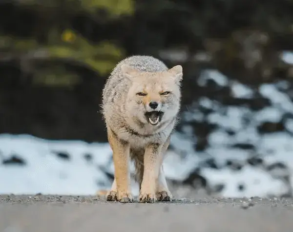 Tibetan Sand Fox is a type of foxes classified as a Least Concern (LC) species by IUCN