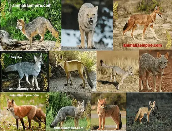 Types of Foxes and fox Species in the world
