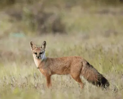 The Bengal fox type is also known as Indian Fox native to the Indian subcontinent