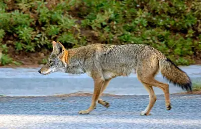 difference between fox and coyote size