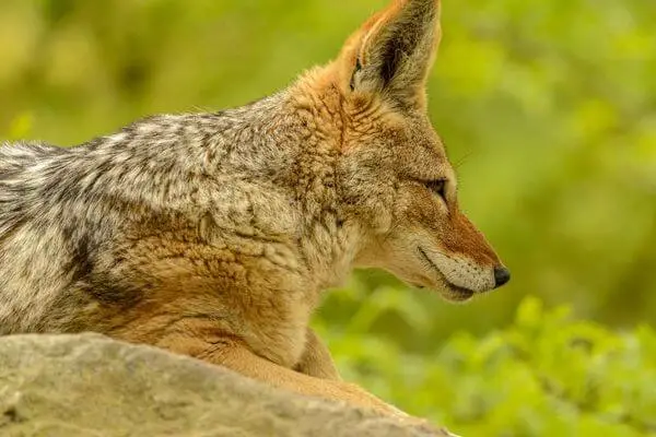 grey or brown hues in the coyote's fur