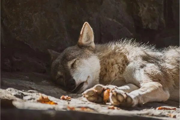 Social Behaviors of coyote vs fox