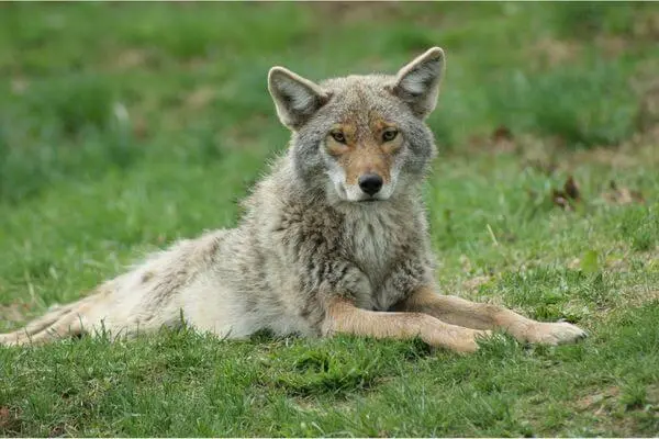 coyote vs fox, their differences and similarities