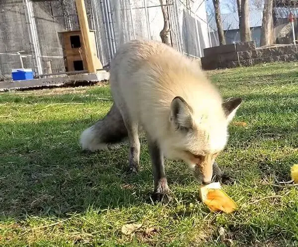 foxes eat diverse food depending on location