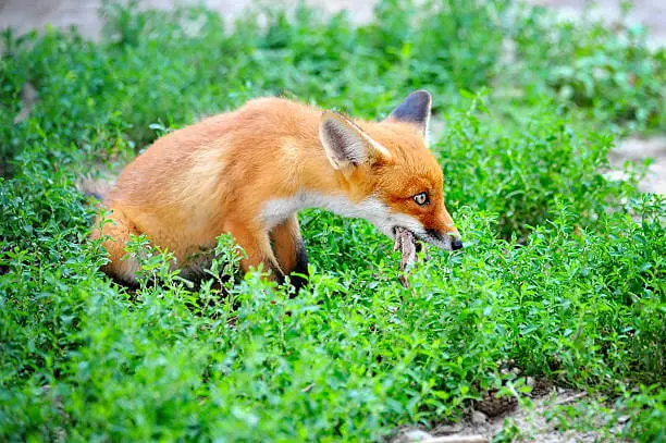 fox meat contain harmful bacteria
