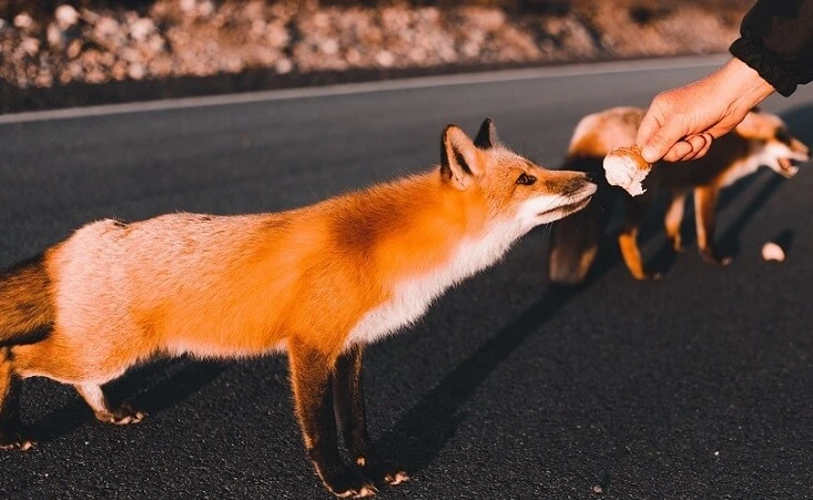 Fox as a Pet