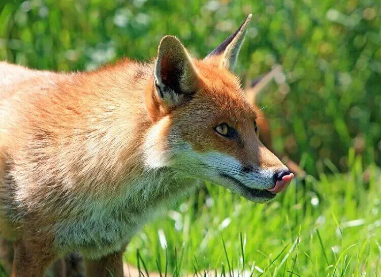 Do Foxes Eat Snakes? Interesting Truth to Know