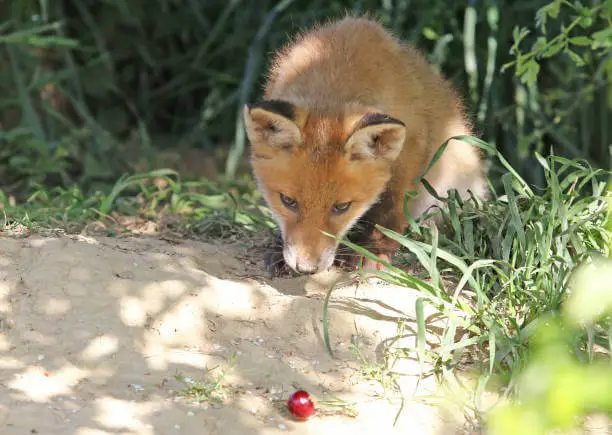 foxes enjoy eating raspberries and other fruits