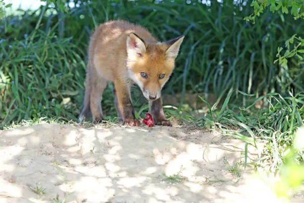 what fruits do foxes eat? Foxes eat variety of fruits