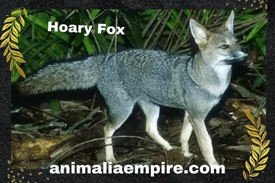 hoary fox is found in open grassland and savanna habitats in Brazil, Paraguay, Bolivia, and Argentina