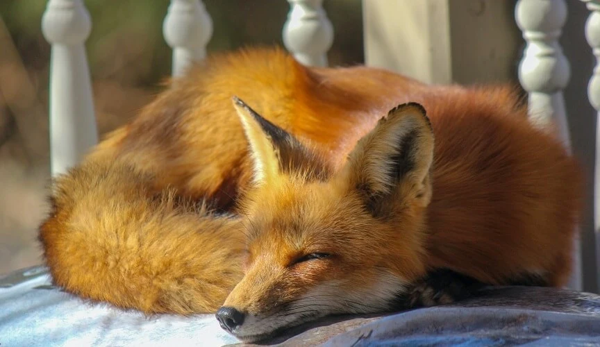 having fox as pet is a full time job