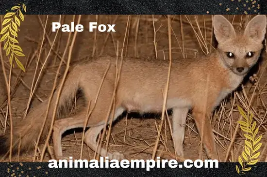 pale fox has a pale-colored coat with a white underbelly and black ear tips