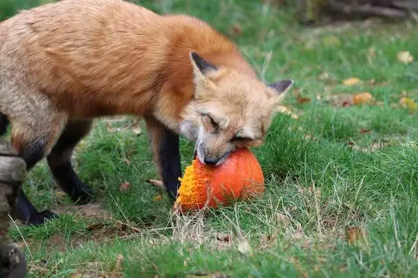 lets discover what do foxes eat? urban foxes tend to eat fruits