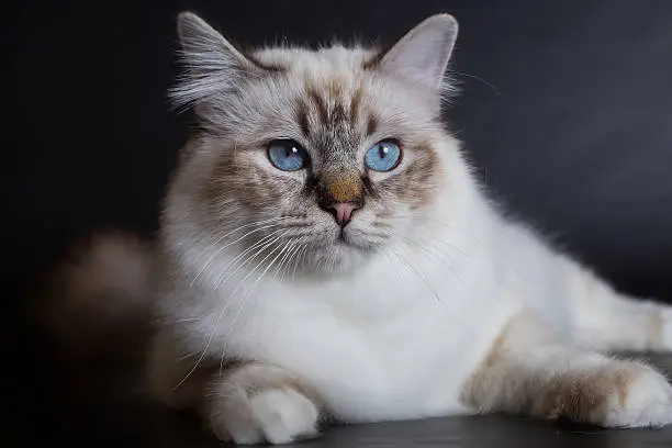 A dignified looking white Persian cat with clear blue eyes. Are Persian Cats Hypoallergenic?