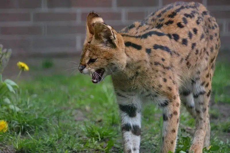 Can we own servals as pet? and are servals dangerous?