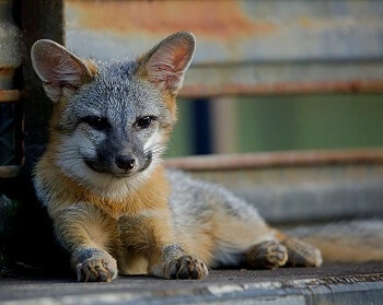 Baby Foxes are Cute Pet Animals