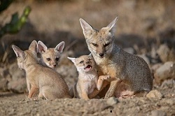 Baby Foxes Live in Family
