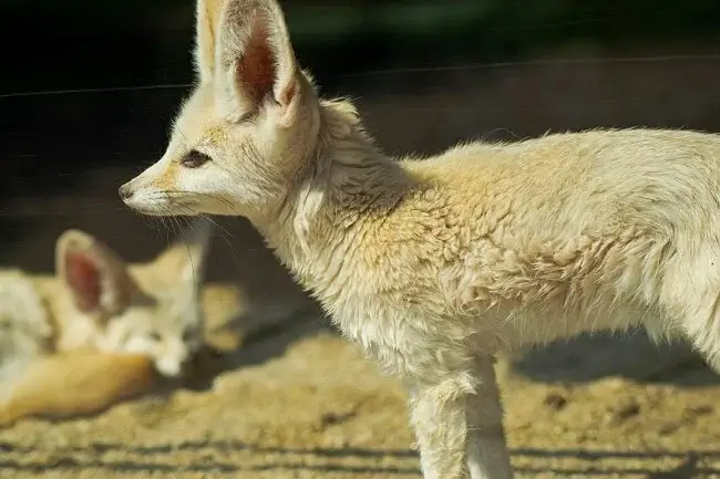 Fox Lifespan
Gestation takes 49-58 days,
Baby foxes are so cute
