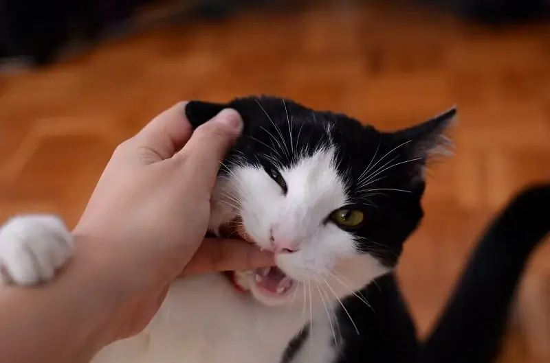 I have also noticed that cats also bite as a means of communication. Nips may convey annoyance, overstimulation, or as a sign to cease an unpleasant activity like petting.