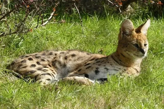 how Servals cats looks
